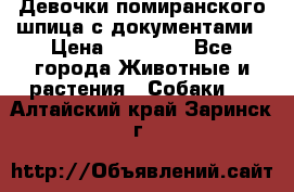 Девочки помиранского шпица с документами › Цена ­ 23 000 - Все города Животные и растения » Собаки   . Алтайский край,Заринск г.